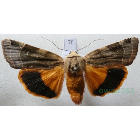 Noctua fimbriata (Schreber, 1759) Rolnica aksamitka Czech7f